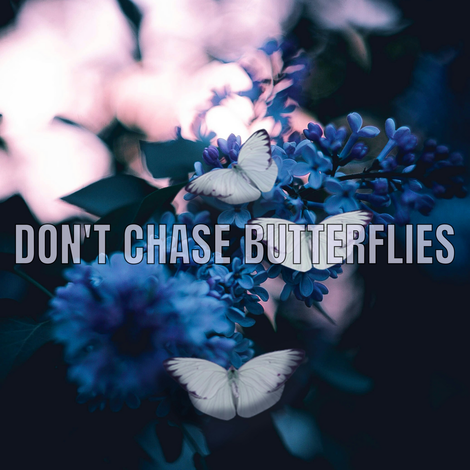 Don't Chase Butterflies